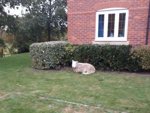 Supporting image for story: Baa'd news for Shrewsbury sheep escapee