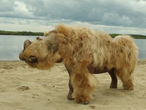 Supporting image for story: Climate change likely cause of woolly rhinoceros extinction, scientists say