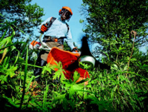 Supporting image for story: Rogue gardeners targeting county, Powys County Council warns residents