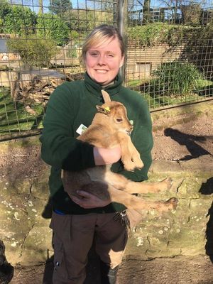 Barbary sheep born at Dudley Zoo