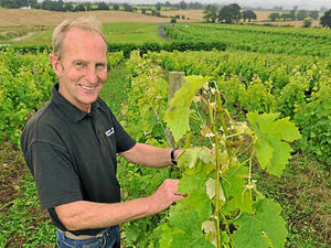 Supporting image for story: Vines now fine after wet weather worries