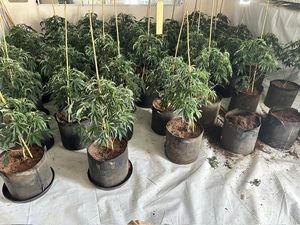 Supporting image for story: Cannabis plants worth half a million pounds found in Telford police raid