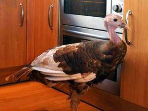 Supporting image for story: The Shropshire turkey who IS voting for Christmas