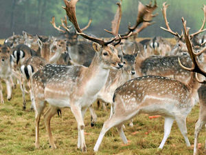 Supporting image for story: Dangers of wild deer on our roads