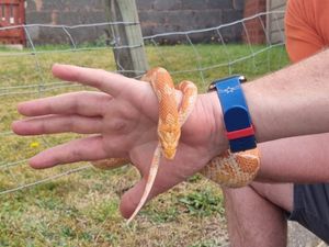 Supporting image for story: Appeal for owner of lost snake found on the loose in Rugeley to come forward