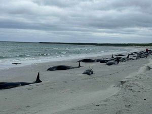 Supporting image for story: Experts bid to save surviving whales after mass stranding on Scottish island