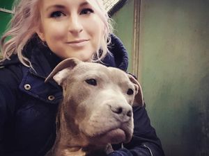 Supporting image for story: Pitbull 'used as bait dog' given fresh start and new home at kennels