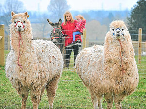 Supporting image for story: Alpaca arrivals for Tony's Bridgnorth park venture