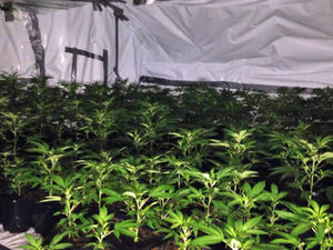 Supporting image for story: Cannabis farmer who lept from window is jailed