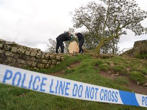 Sycamore Gap tree