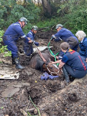 Carmel the mare was stuck in mud. Picture: Amber Watch Wellington