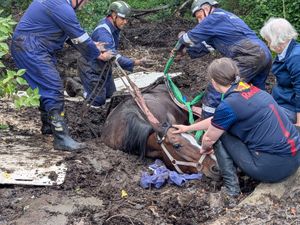 Supporting image for story: In pictures: Firefighters' spectacular rescue saves horse submerged in mud