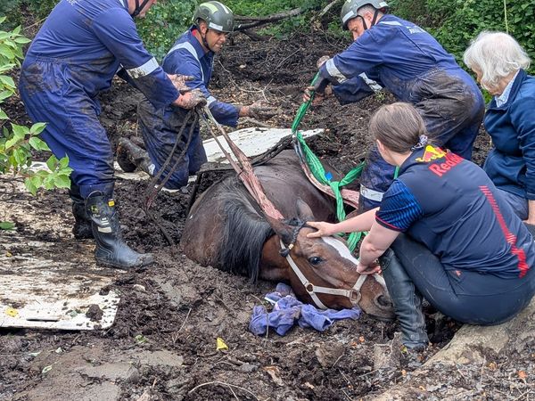 In pictures: Firefighters' spectacular rescue saves horse submerged in mud | Shropshire Star
