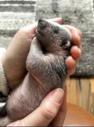 Valentine the badger cub