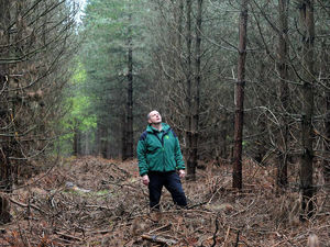 Supporting image for story: Disease threatens 1m trees on Cannock Chase
