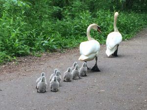 Supporting image for story: Delight as nine cygnets hatch at Severn Valley Country Park