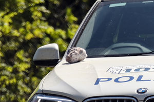 Police seemed to retrieve what appeared to be a rock from the scene. Pic: SnapperSK