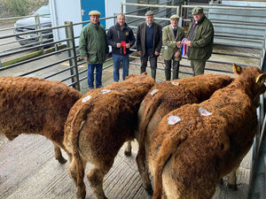 Supporting image for story: Farming brothers’ cattle dominate Bishops Castle prize sale
