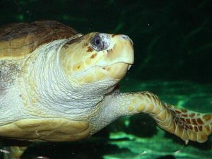 Supporting image for story: Sea turtles mistake plastics for prey due to food-like odour – study