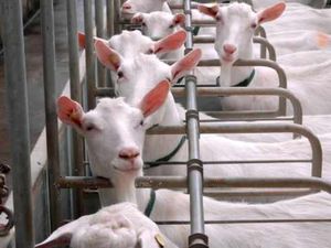 Supporting image for story: Company has milky way with camels