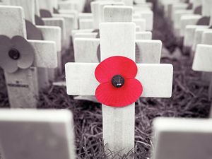 Supporting image for story: Legion's warning as Covid crisis set to decimate Poppy Appeal