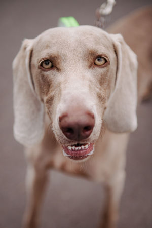 Bella the Veimeramer at the Loggerheads Doggy Day Out