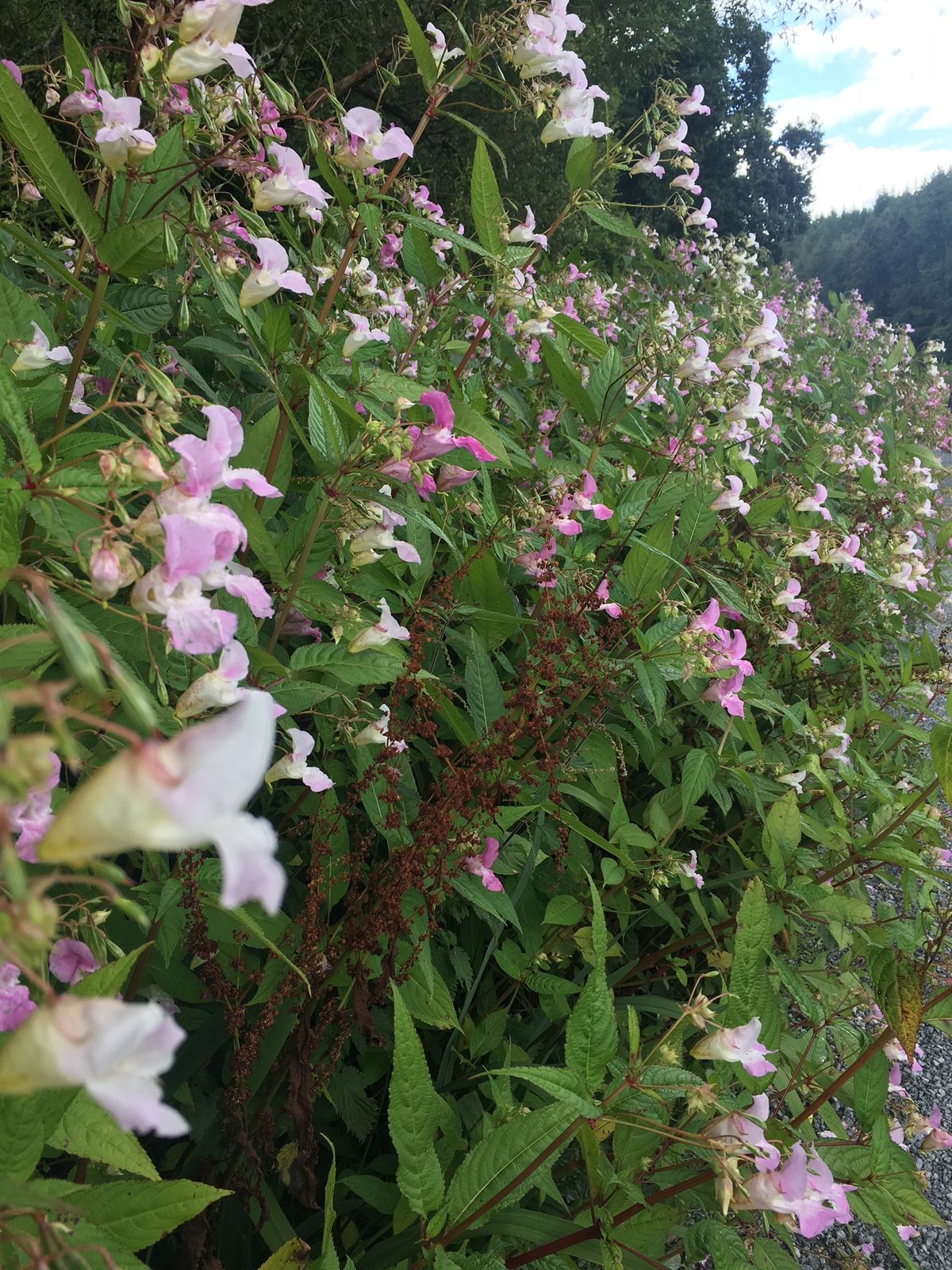Start of growth season sparks call for Staffordshire gardeners to act now on invasive plants