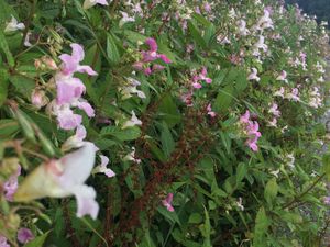 Himalayan balsam
