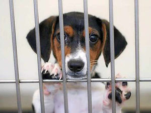 Supporting image for story: REVEALED: Shocking toll of animal cruelty across the Black Country and Staffordshire