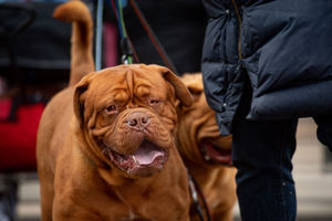 A Dogue de Bordeaux (French mastiff) at the Birmingham National Exhibition Centre (NEC) for the third day of the Crufts Dog Show. PA Photo. Issue date: Saturday March 7, 2020. See PA story ANIMALS Crufts. Photo credit should read: Jacob King/PA Wire.