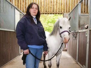Supporting image for story: Bid to find horses in care stable homes