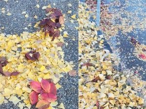 Supporting image for story: Japanese leaf art makes a thing of beauty from the autumn weather