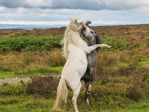 Supporting image for story: Stunning photographs capture brutal fight between two Long Mynd wild ponies