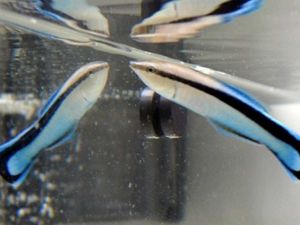 Supporting image for story: Tiny fish found to ‘check its body size in the mirror before getting into fights’