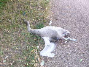 The cygnet was attacked in Coseley and sadly died shortly after