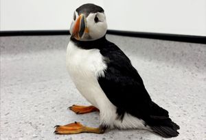 A stranded puffin has been rescued after being found more than a hundred miles away from its natural coastal habitat  - in the Midlands. 
