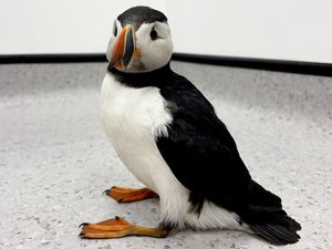 Supporting image for story: Stranded puffin found in the Midlands over 100 miles from home is released back to sea after vet rescue