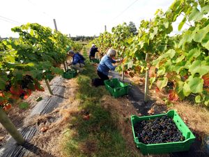 Supporting image for story: Farmers on the brink as Brexit causes ‘massive hole’ in numbers of fruit pickers