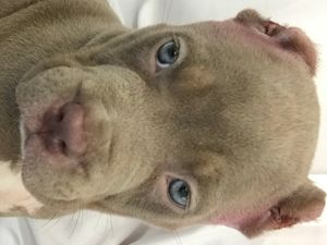 Supporting image for story: Pair who let seven-week-old puppy suffer after ear-cropping banned from keeping animals