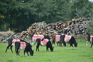 The entire herd now bears the St George's Cross.