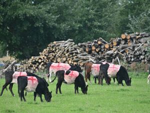 Supporting image for story: Flags campaign takes new twist as St George's cows spotted in field near Bridgnorth