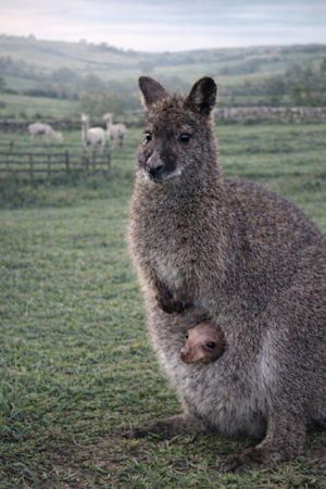 Baby Joey takes his first glimpse at the world in Staffordshire 