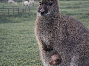 Supporting image for story: Watch: Staffordshire welcomes an adorable new baby wallaby