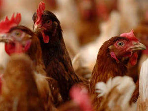 Supporting image for story: £20k appeal to fight Bridgnorth chicken farm plans