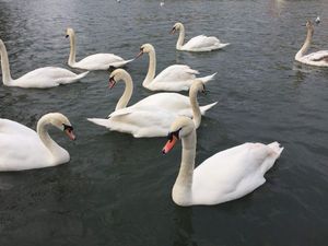 Supporting image for story: Concern over ‘largest ever’ bird flu outbreak as half a million birds culled