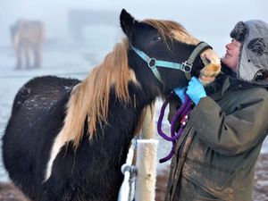 Supporting image for story: Fundraising campaign launched after charity takes eight horses into care