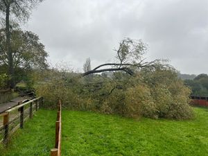 Supporting image for story: Popular animal sanctuary reopens after two weeks as fallen tree is cleared
