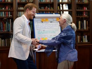 Supporting image for story: Harry and Meghan lead tributes as conservationist Jane Goodall dies aged 91