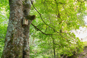Pied Flycatcher nest box
