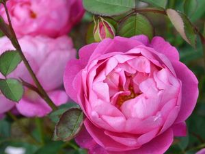 Supporting image for story: Albrighton grower to unveil rose named after mystery celebrity at Chelsea Flower Show
